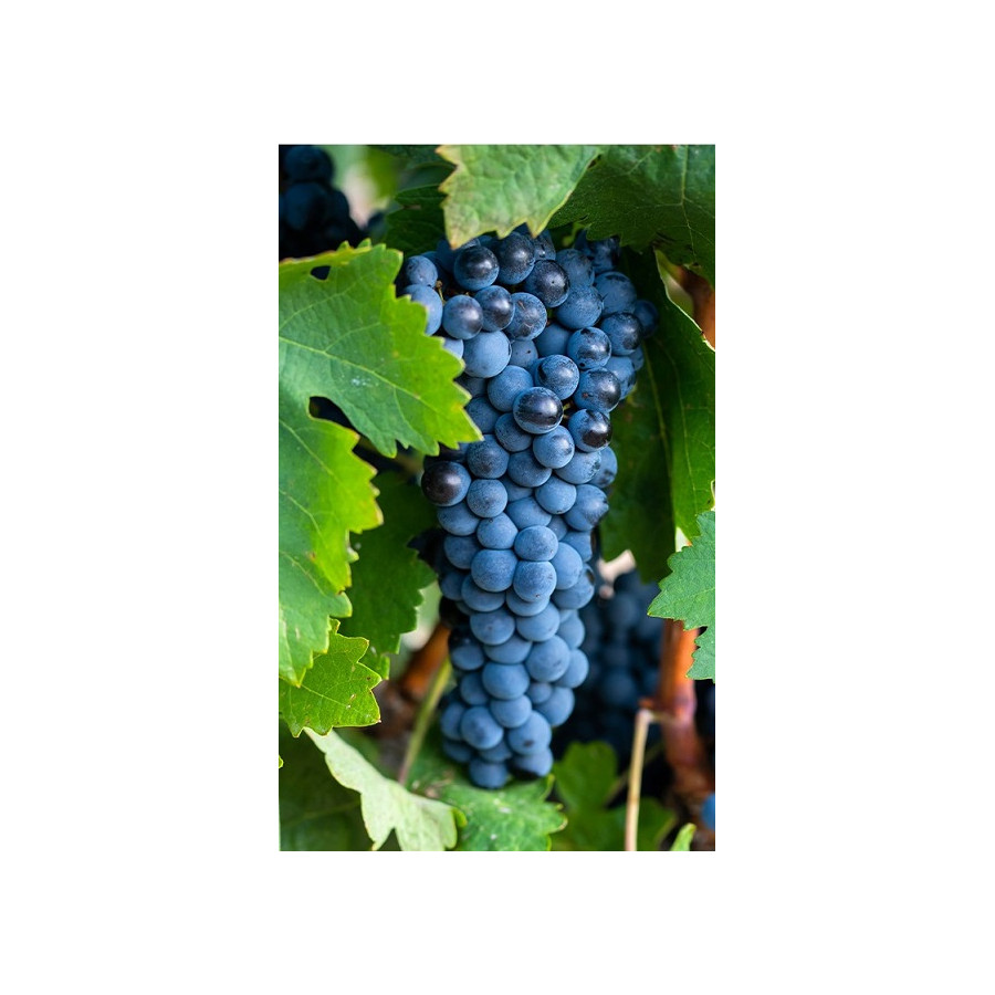 MATARROMERA VINO TINTO CRIANZA RIBERA DEL DUERO BOTELLA 75 cl