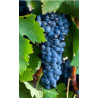 MATARROMERA VINO TINTO CRIANZA RIBERA DEL DUERO BOTELLA 75 cl